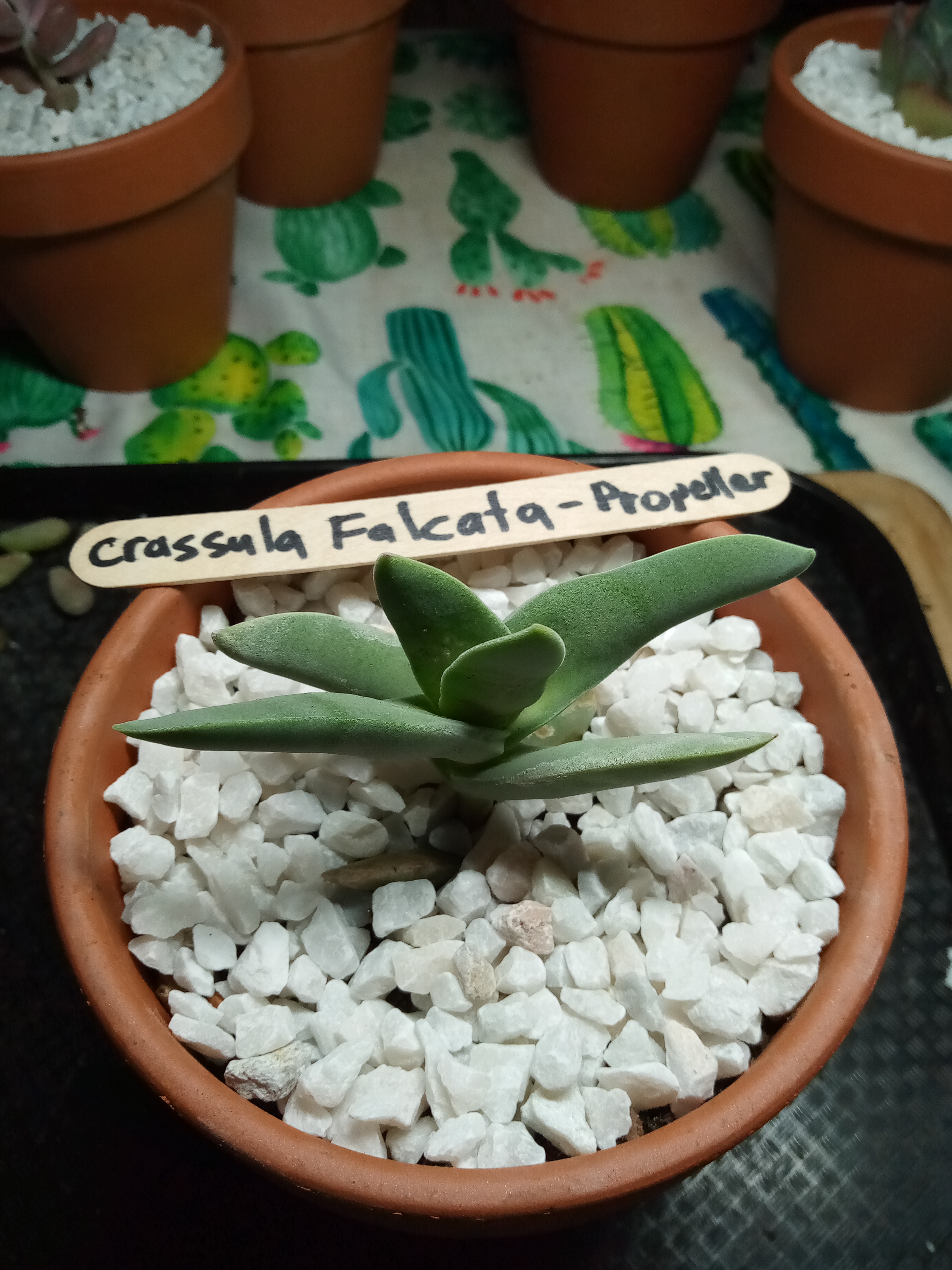 Crassula falcata - Propeller Plant.jpg